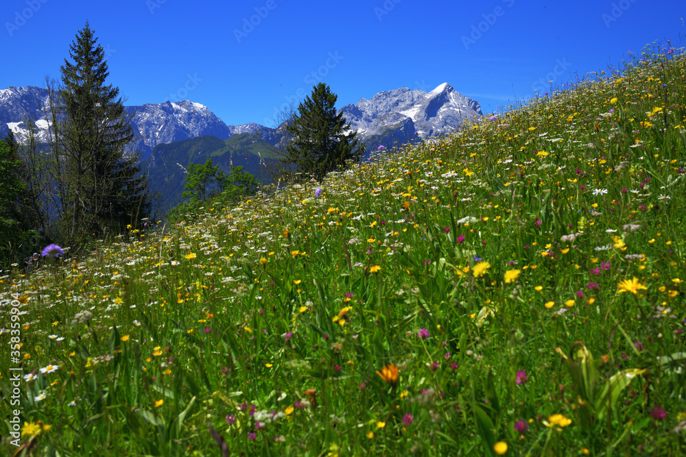 Eine bunter Blumenwiese mit Blick zur Alpsitze 