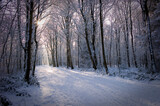 Snowy forest on a cold winter day with sun