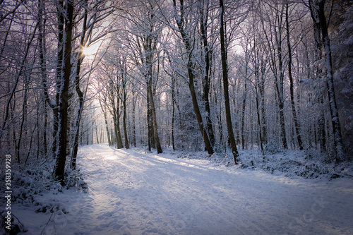 Snowy forest on a cold winter day with sun