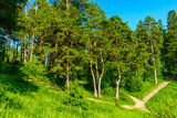 Pine trees growing on a hill on the edge of a pine forest. Izhevsk, Russia
