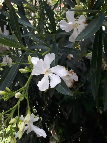 White oleander