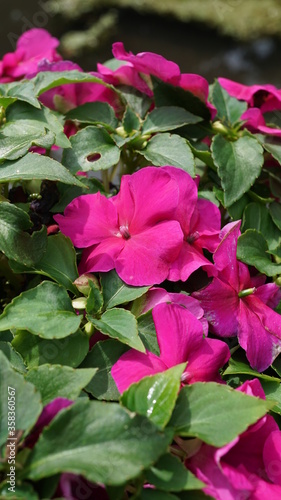 Photos pink impatiens in a garden in Germany in the month of June
