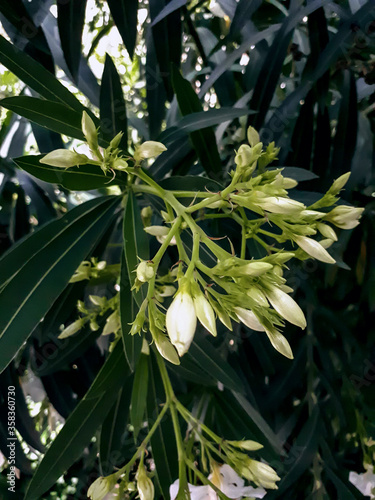 White oleander