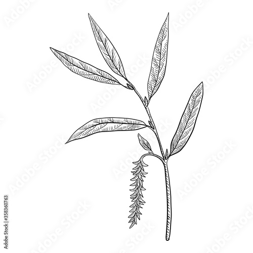 vector drawing white willow