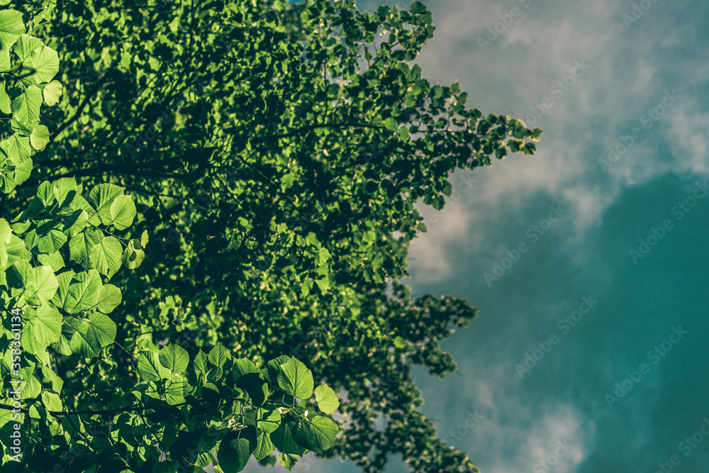 Bright green leaves and aspen branches against a blue sky with a place to insert text Bright green leaves and aspen branches against a blue sky with a place to insert text