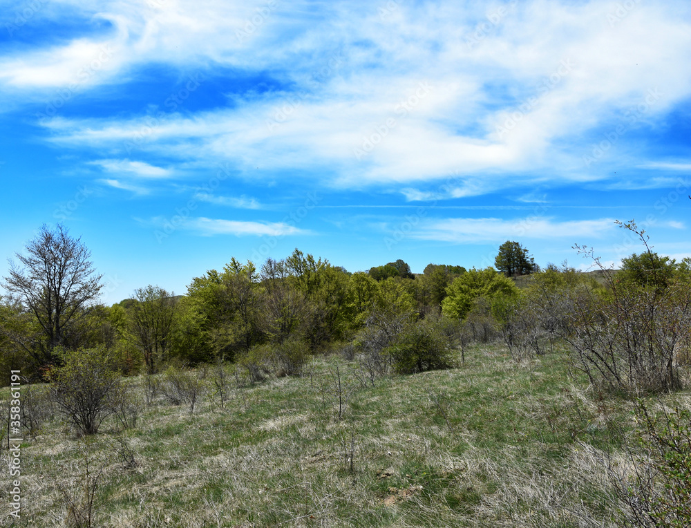 Obraz premium landscape with trees and sky
