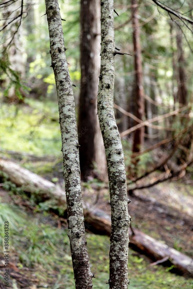 Pacific Northwest Evergreen forest Pacific Northwest Evergreen forest