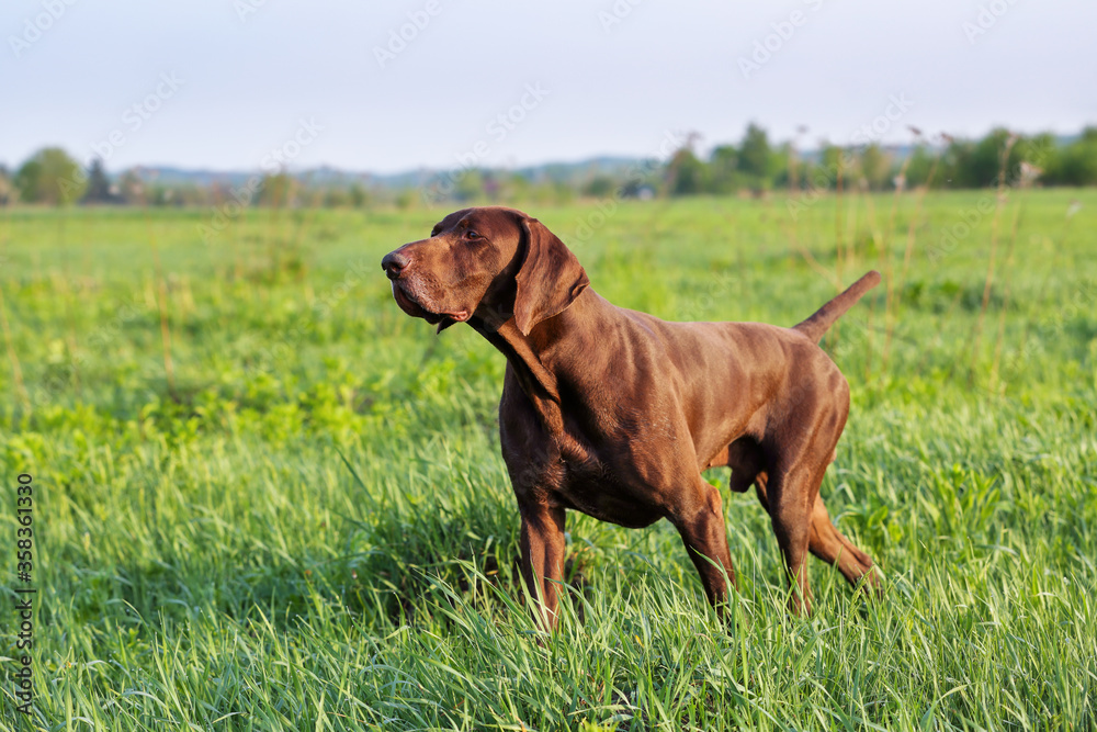 The brown hunting dog. A muscular hound, German Shorthaired Pointer, a thoroughbred, stands among the fields in the grass in the point, sniffed the smell of a wild game. Spring scenery.