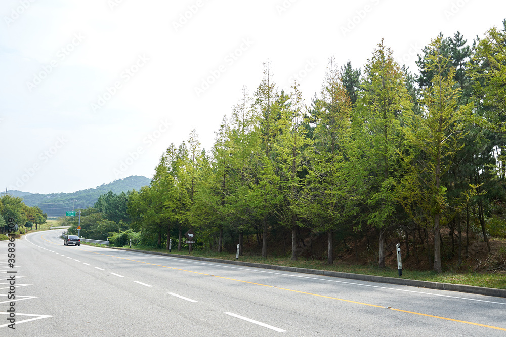 Fototapeta premium Road in Anmyeondo Island, South Korea. 