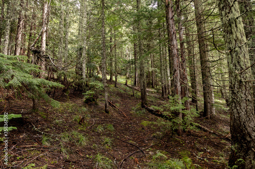 Pacific Northwest Evergreen forest 