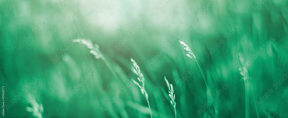 soft background of green grass. soft focus