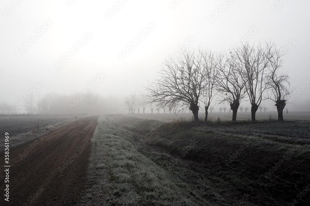Winter misty morning in plain of northern Italy with rows of bare mulberry trees and a country road among the frost fields Winter misty morning in plain of northern Italy with rows of bare mulberry trees and a country road among the frost fields