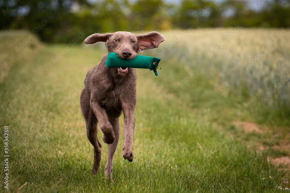  Slowakischer Rauhbart, SHS,Slovenský hrubosrstý stavač, Slowakischer Rauhaariger Vorstehhund