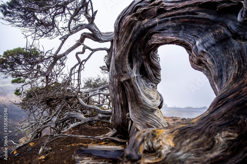 Spain, El Hierro, Close-up of twisted La Sabina Tree photo