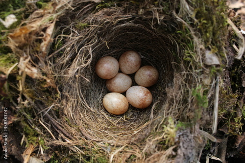 Quadro su tela A Robin nest photographed in West Sussex, England.