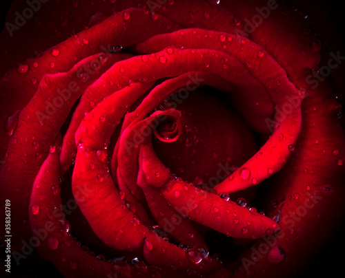 drops of water on a red rose close-up photo