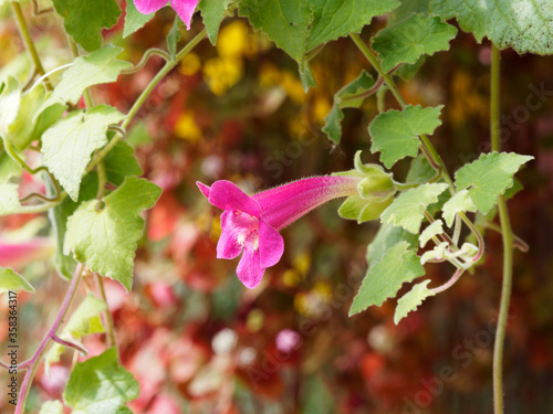 (Lophospermum erubescens) Gros plan sur une fleur d'asarine grimpante ou muflier grimpant d'aspect tubulaire et lobé de couleur rose photo