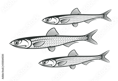 shool of anchovy fish outline vector illustration