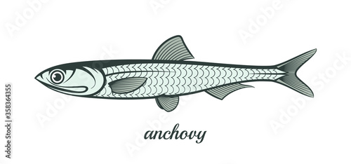 anchovy fish outline vector illustration