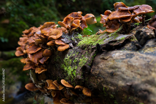 Mushrooms the forest of the river Infierno in Piloña, Asturias, Spain