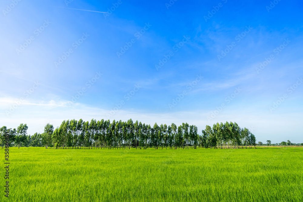 Eucalyptus trees in the green rice paddy fields Eucalyptus trees in the green rice paddy fields