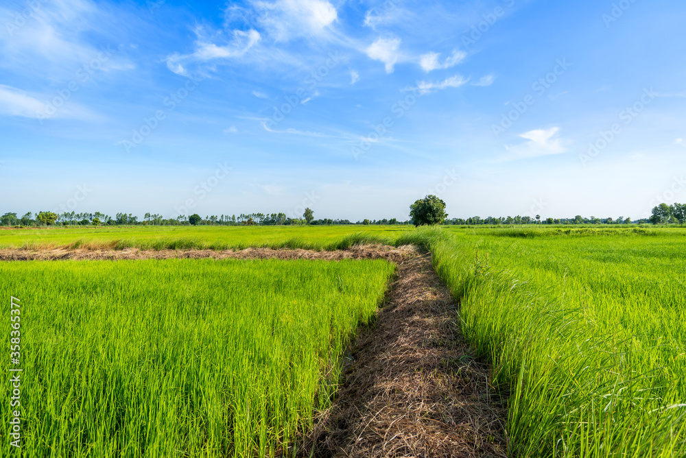 Pathway in the green rice paddy fields