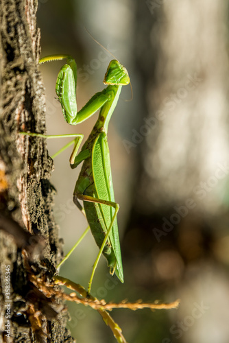 Praying Mantis on the branches of a tree. A mantis on a blurry background, cool macro image of