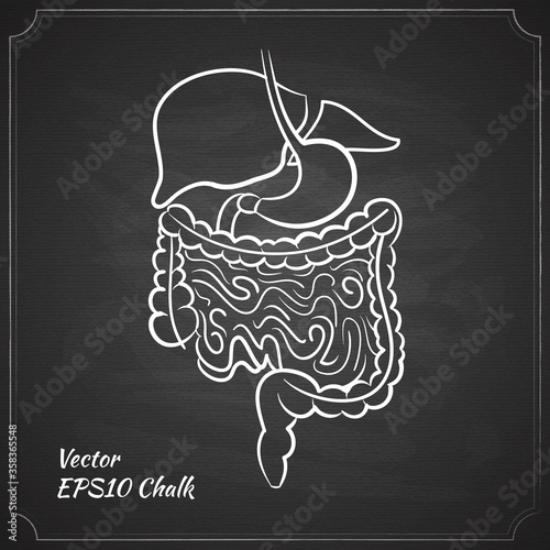 chalk painted alimentary system vector illustration