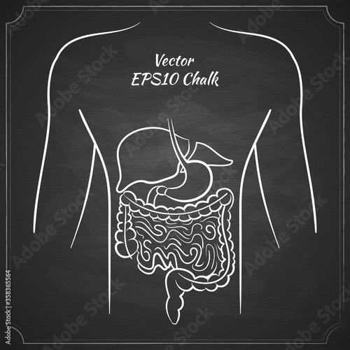 chalk painted alimentary system vector illustration