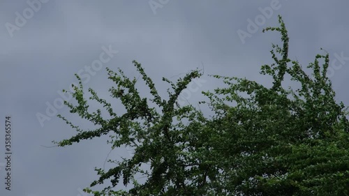 wind strom blowing branch green leaves top of manila tamarind tree . Gray cloud on sky with shower rain