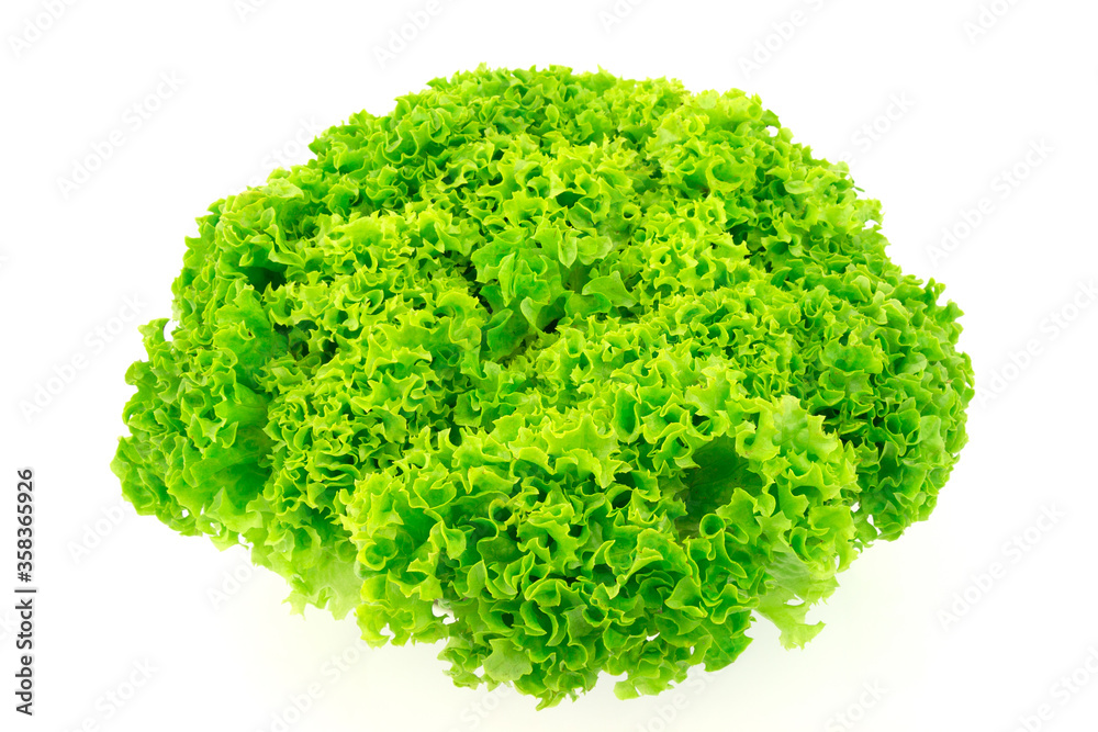 Fototapeta premium Green salad lettuce isolated on white background.