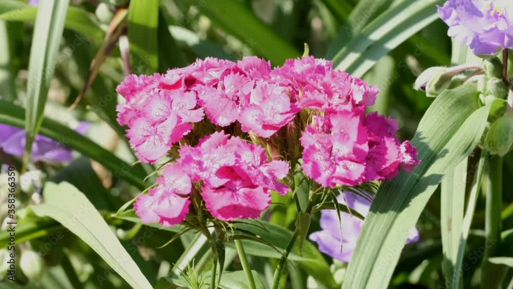 Beautiful natural plant video background close-up urban sketch with flower bed using camera movement and image scaling Beautiful natural plant video background close-up urban sketch with flower bed using camera movement and image scaling