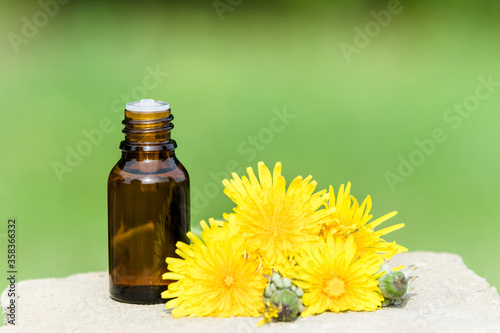 Common dandelion essential oil, yellow flowers