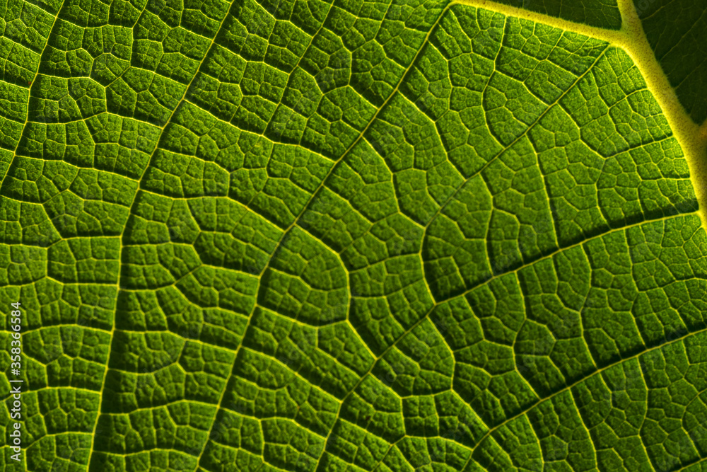 Background of green leaf and vein