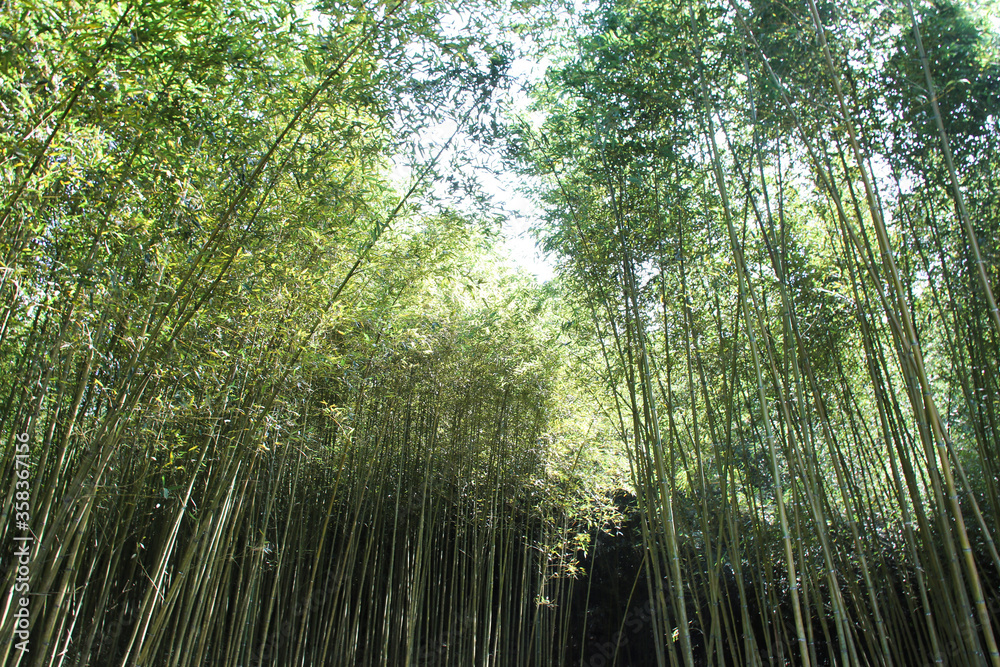 Miaoli Scenic Spot, Wugayan Bamboo Forest Miaoli Scenic Spot, Wugayan Bamboo Forest
