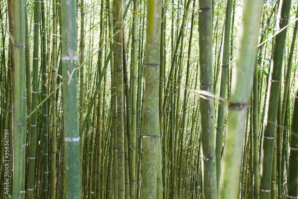 Miaoli Scenic Spot, Wugayan Bamboo Forest Miaoli Scenic Spot, Wugayan Bamboo Forest