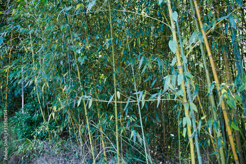 Miaoli Scenic Spot  Wugayan Bamboo Forest