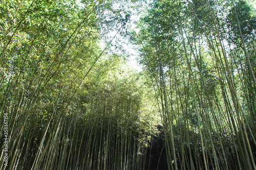 Miaoli Scenic Spot, Wugayan Bamboo Forest