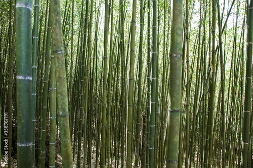 Miaoli Scenic Spot  Wugayan Bamboo Forest