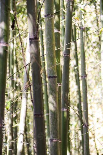 Miaoli Scenic Spot, Wugayan Bamboo Forest