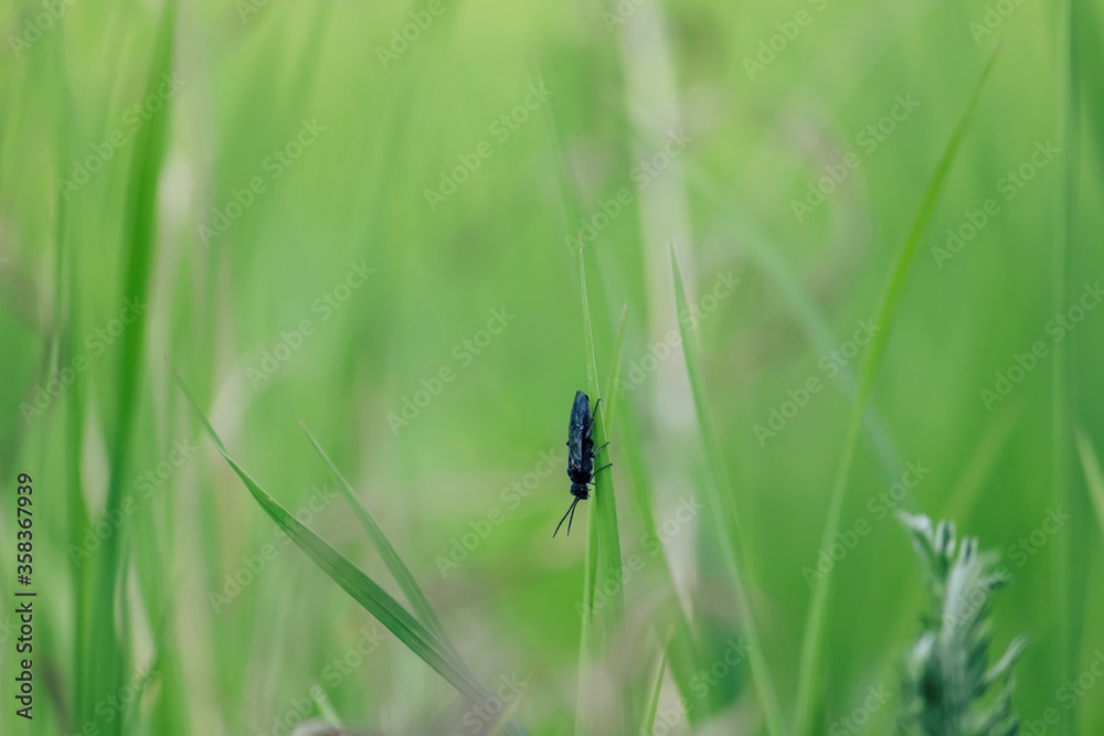 Bug on a green grass Bug on a green grass