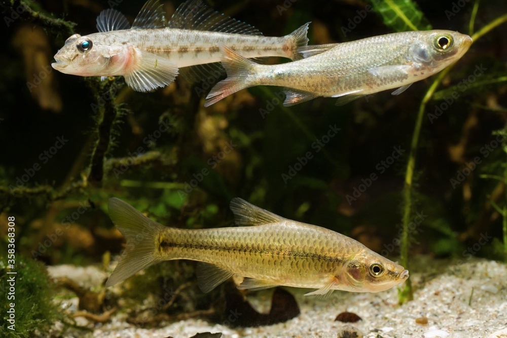 stone moroko or topmouth gudgeon, monkey goby and juvenile common rudd, omnivore freshwater fishes in biotope aquarium, endemic and highly adaptable invasive species in European river stone moroko or topmouth gudgeon, monkey goby and juvenile common rudd, omnivore freshwater fishes in biotope aquarium, endemic and highly adaptable invasive species in European river