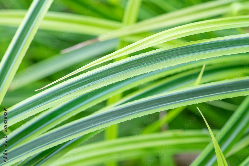 Blurred green grass in the tropical forest Blurred green grass in the tropical forest