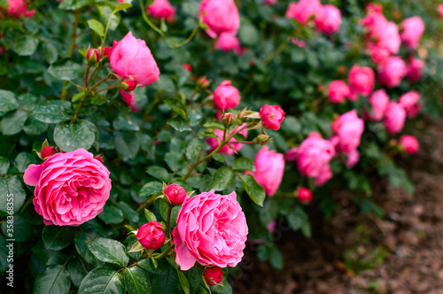 Lots of pink roses with lush green leaves. Blurred background.