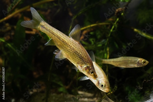 stone moroko or topmouth gudgeon aggressively attacks juvenile common rudd for tresspass its territory, freshwater fishes in biotope aquarium, endemic and highly adaptable invasive species  photo