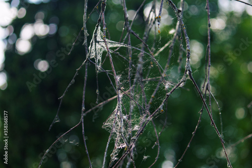 Spider web on tree branch