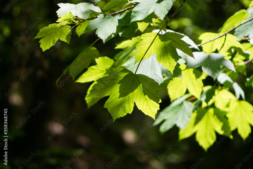 Fototapeta premium Green maple leaves in the sunshine