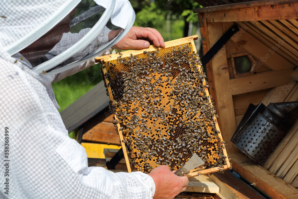 Beekeeper on apiary. Honey bees on the frame of honeycombs. Pretty wooden hives. Old man. Majestic sunny spring day. Carpathian insect. Beekeeper on apiary. Honey bees on the frame of honeycombs. Pretty wooden hives. Old man. Majestic sunny spring day. Carpathian insect.