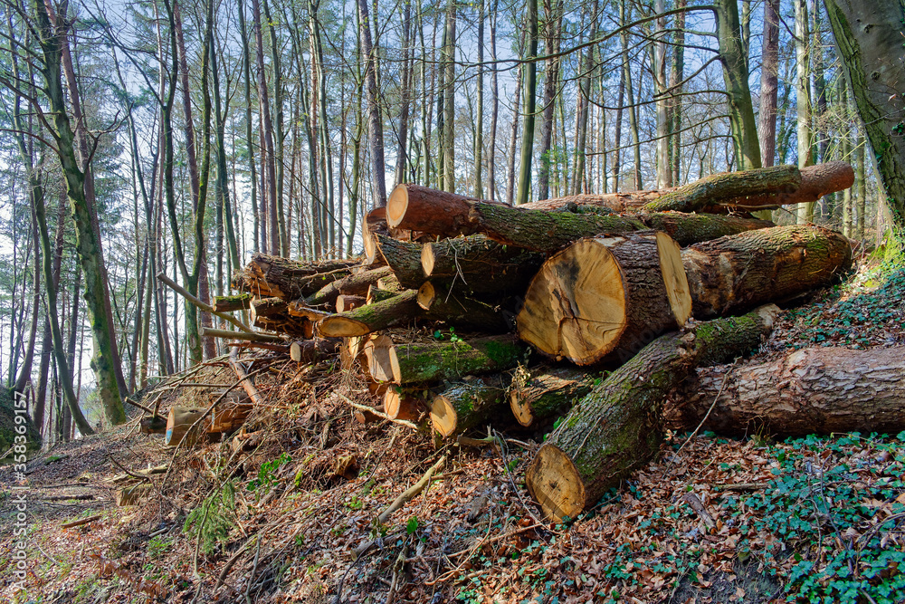 Large cut down trees laying on the ground in a forest Large cut down trees laying on the ground in a forest