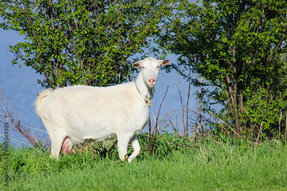 a white goat with a beard grazes on the green grass in the Kuban expanses a white goat with a beard grazes on the green grass in the Kuban expanses